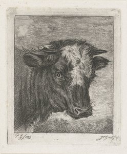 Cabeza de vaca con col blanca de Jacobus Cornelis Gaal