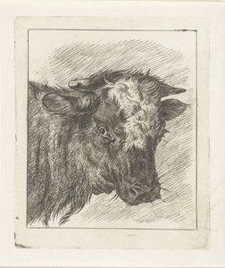 Cabeza de vaca con col blanca
