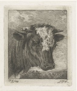 Cabeza de vaca con col blanca de Jacobus Cornelis Gaal