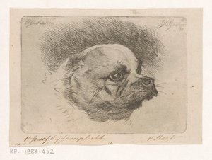 Cabeza de carlino de Jacobus Cornelis Gaal