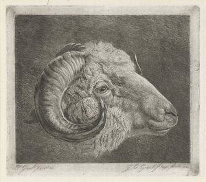Cabeza de carnero con cuerno curvo hasta el ojo de Jacobus Cornelis Gaal