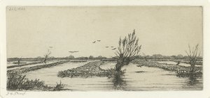 pantano de turba