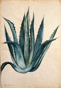Planta del siglo (Agave americana) por Jacopo Ligozzi