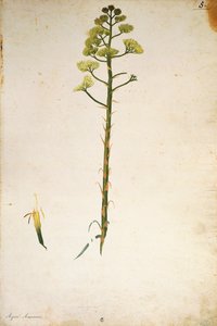 Flor de agave (Agave americana) por Jacopo Ligozzi de Jacopo Ligozzi