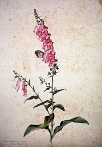 Herbario: Digitalis purpurea con Papilio paphia