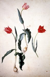 Herbario: Tulipa Gesaeriana