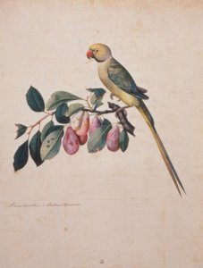Prunus domestica y Psittacus Alexandri