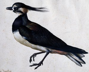 Tringa vanellus (Avefría) por Jacopo Ligozzi (1547-1627) de Jacopo Ligozzi