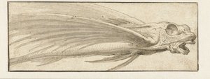Peces voladores de Jacopo Ligozzi