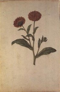 Calendula officinalis, c.1568