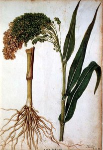 Setaria italica, c.1568 de Jacques  Le Moyne