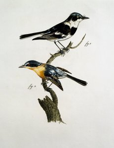 Macho y hembra de Pririt Batis (Batis pririt)