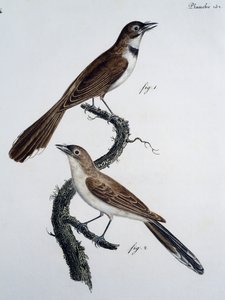 Macho y hembra del Monarca Espectaculado (Monarcha trivirgata)