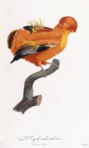 Gallito de las rocas macho de Jacques Barraband