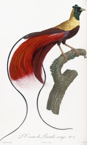 Ave del paraíso roja