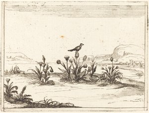 Pájaro posado en un cardo de Jacques Callot
