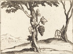 Racimo de Uvas