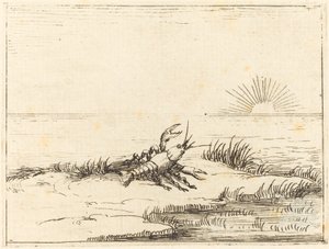 Cangrejo de río mirando al sol de Jacques Callot