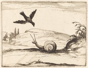 Cuervo y Caracol