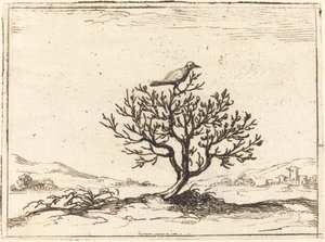 Ruiseñor en un arbusto, 1628 de Jacques Callot