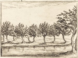 Sauces al borde del agua de Jacques Callot