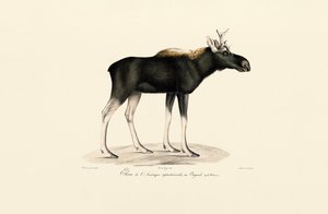 Alce americano (Alces americanus) de Jacques Christophe Werner