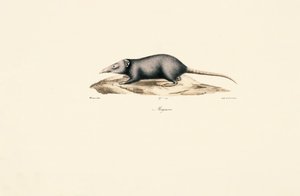  de Jacques Christophe Werner