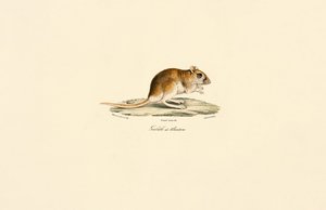  de Jacques Christophe Werner