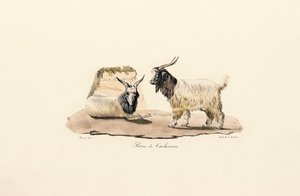  de Jacques Christophe Werner