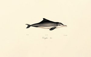  de Jacques Christophe Werner