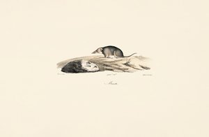  de Jacques Christophe Werner