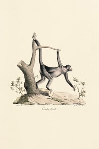  de Jacques Christophe Werner