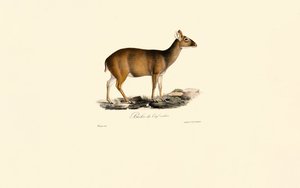  de Jacques Christophe Werner