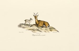 de Jacques Christophe Werner