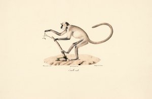 de Jacques Christophe Werner