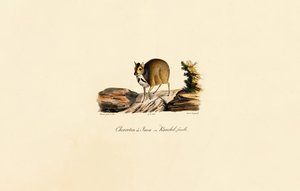  de Jacques Christophe Werner