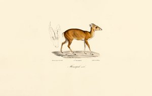 de Jacques Christophe Werner