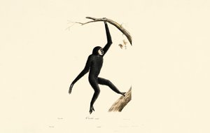  de Jacques Christophe Werner