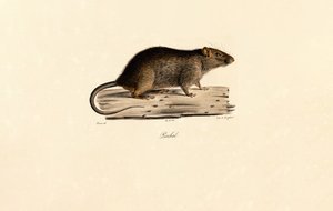  de Jacques Christophe Werner