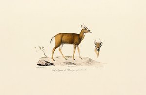  de Jacques Christophe Werner