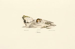  de Jacques Christophe Werner