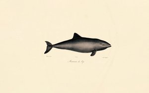  de Jacques Christophe Werner