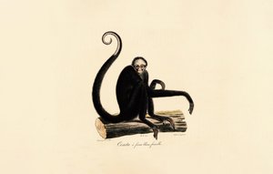 de Jacques Christophe Werner