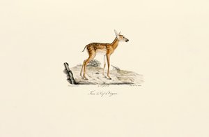  de Jacques Christophe Werner