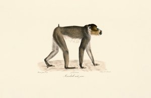  de Jacques Christophe Werner