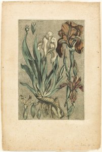 Iris Florentina, de Collection des plantes usuelles, curieuses, et étrangères