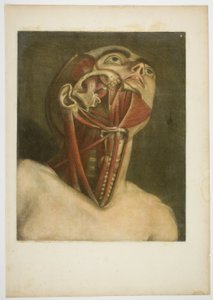 Músculos del cuello, placa tres de Musculatura completa en tamaño y color naturales de Jacques Fabien Gautier d