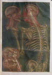 El cerebro y la médula espinal, de 