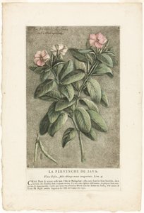 El bígaro de Java, de la Colección de plantas usuales, curiosas y extranjeras