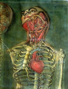 Garganta y corazón, lámina de 
